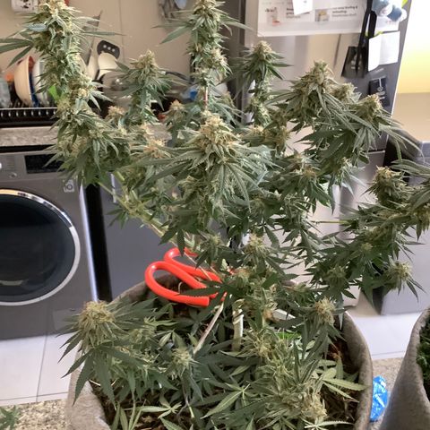 Citral Glue growlog photo: 45g
