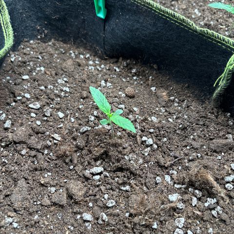 #2 White Widow Automatic  growlog timeline photo