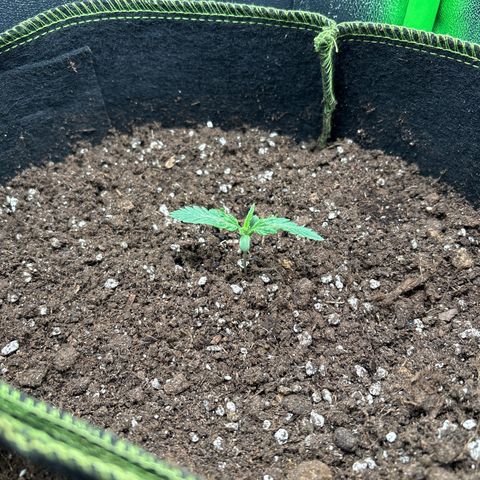 #1 White Widow Automatic growlog timeline photo