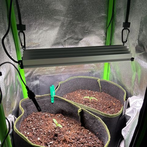 #2 White Widow Automatic  growlog photo: Setup mit Easy-Rolls 
