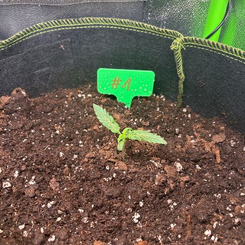 #1 White Widow Automatic growlog timeline photo