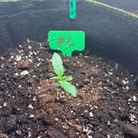 #2 White Widow Automatic  growlog timeline photo