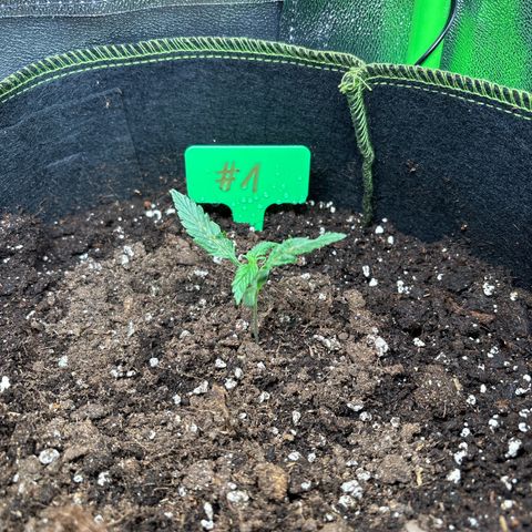 #1 White Widow Automatic growlog timeline photo