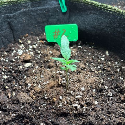 #2 White Widow Automatic  growlog timeline photo