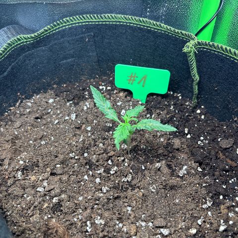 #1 White Widow Automatic growlog timeline photo