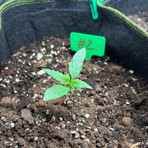 #2 White Widow Automatic  growlog timeline photo