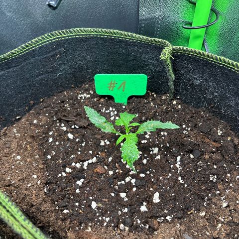 #1 White Widow Automatic growlog timeline photo