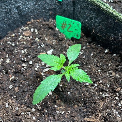#2 White Widow Automatic  growlog timeline photo