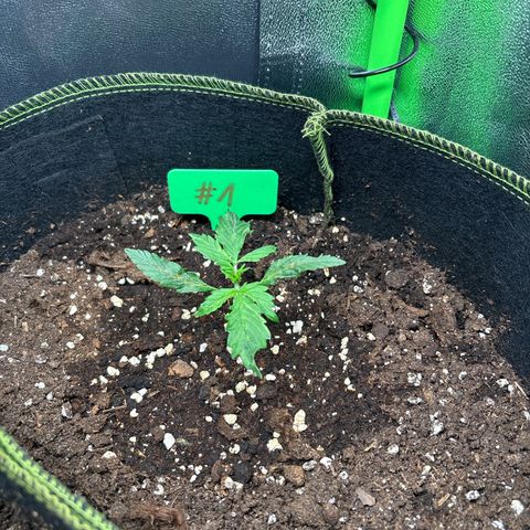 #1 White Widow Automatic growlog timeline photo