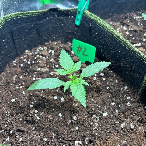 #2 White Widow Automatic  growlog timeline photo