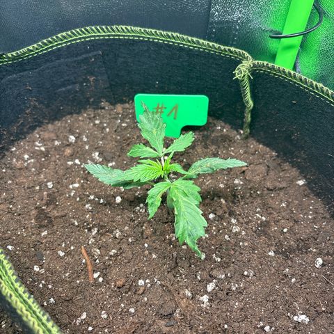 #1 White Widow Automatic growlog timeline photo