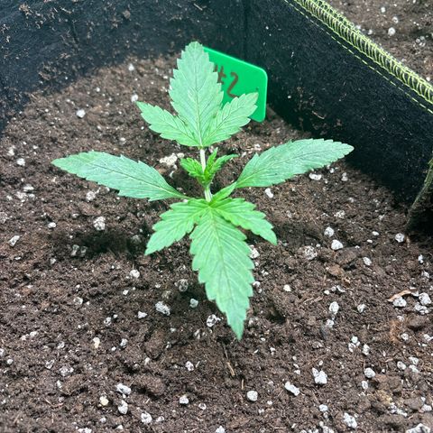 #2 White Widow Automatic  growlog timeline photo
