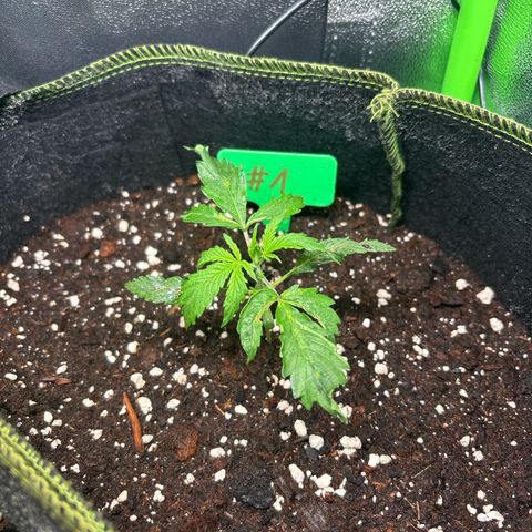 #1 White Widow Automatic growlog timeline photo