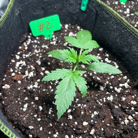 #2 White Widow Automatic  growlog timeline photo