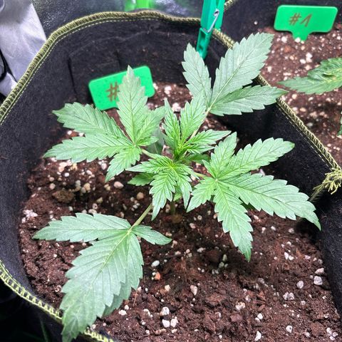 #2 White Widow Automatic  growlog timeline photo