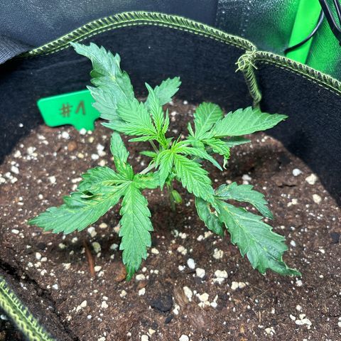 #1 White Widow Automatic growlog timeline photo