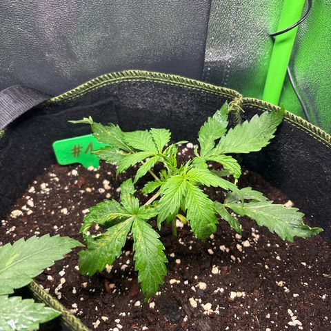 #1 White Widow Automatic growlog timeline photo