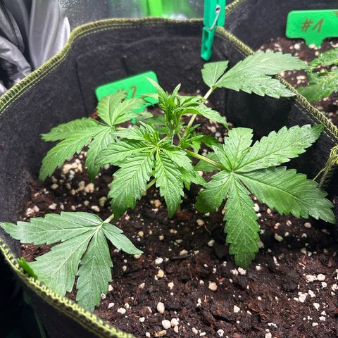 #2 White Widow Automatic  growlog timeline photo