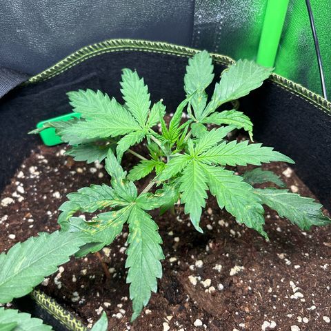 #1 White Widow Automatic growlog timeline photo