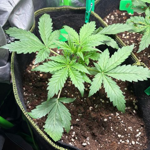 #2 White Widow Automatic  growlog timeline photo