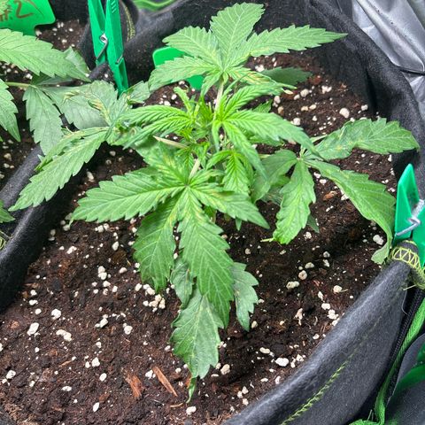 #1 White Widow Automatic growlog timeline photo