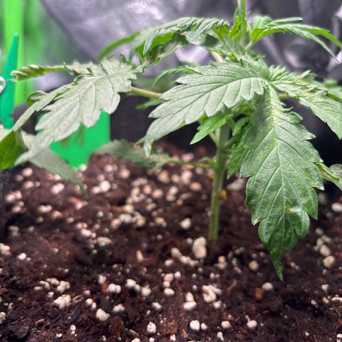 #1 White Widow Automatic growlog timeline photo