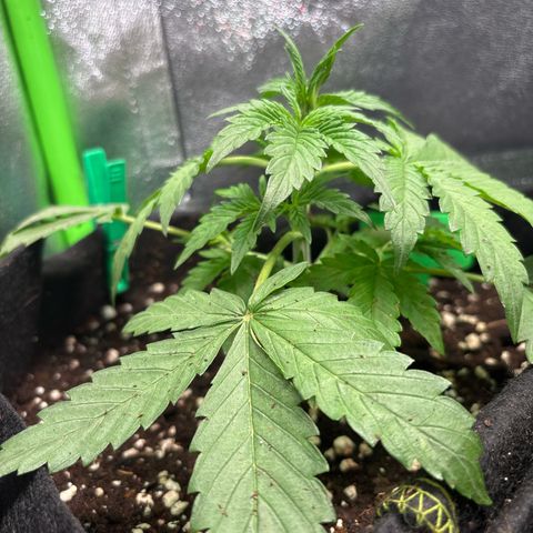 #2 White Widow Automatic  growlog timeline photo