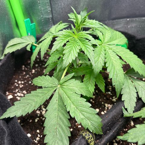#2 White Widow Automatic  growlog timeline photo