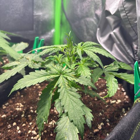 #1 White Widow Automatic growlog timeline photo
