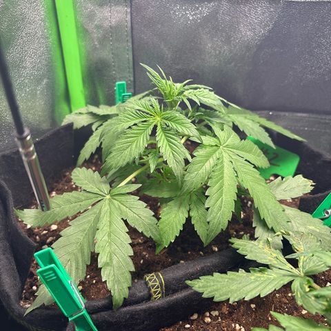 #2 White Widow Automatic  growlog timeline photo