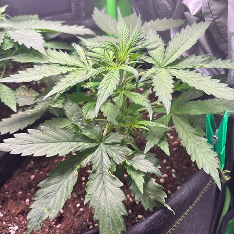 #1 White Widow Automatic growlog timeline photo