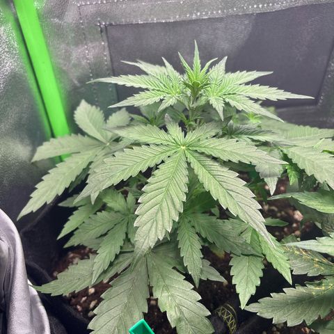 #2 White Widow Automatic  growlog timeline photo