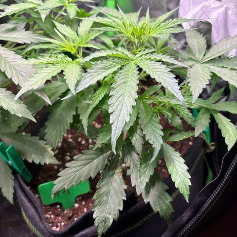 #1 White Widow Automatic growlog timeline photo