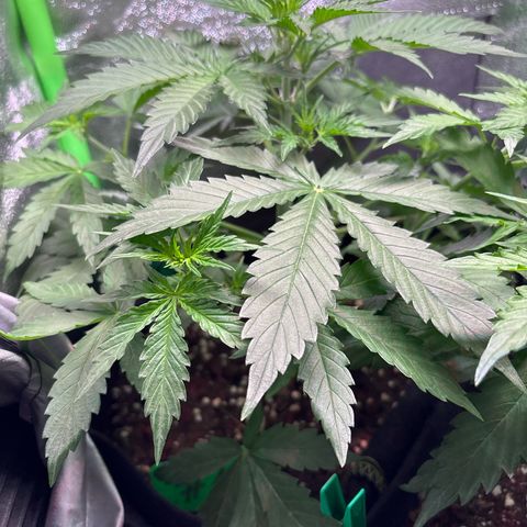 #2 White Widow Automatic  growlog timeline photo