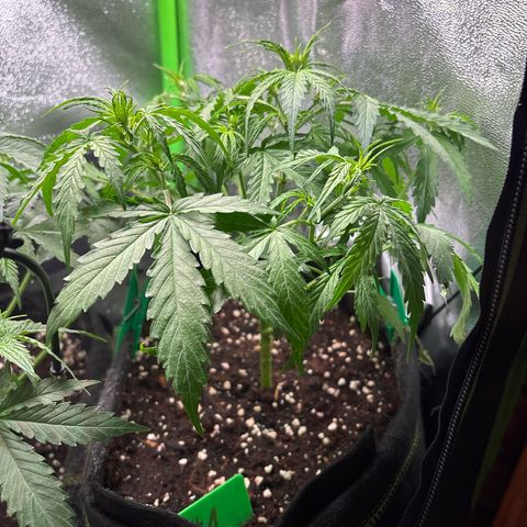#1 White Widow Automatic growlog timeline photo