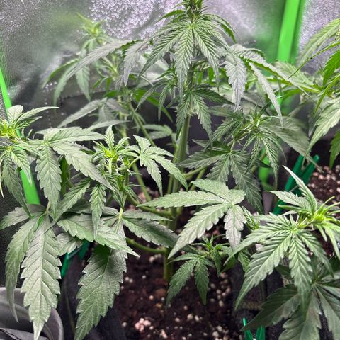 #2 White Widow Automatic  growlog timeline photo