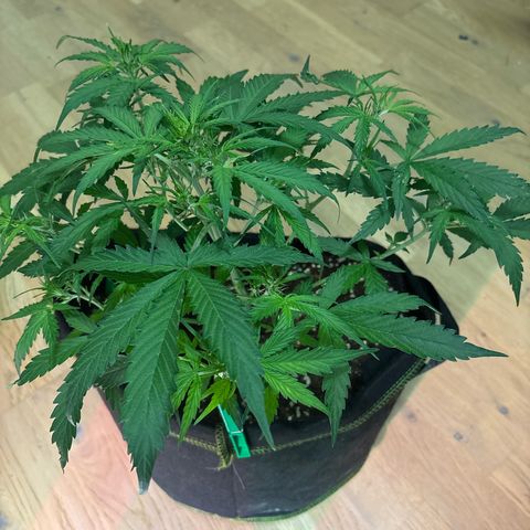 #1 White Widow Automatic growlog timeline photo