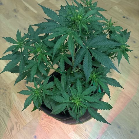#2 White Widow Automatic  growlog timeline photo