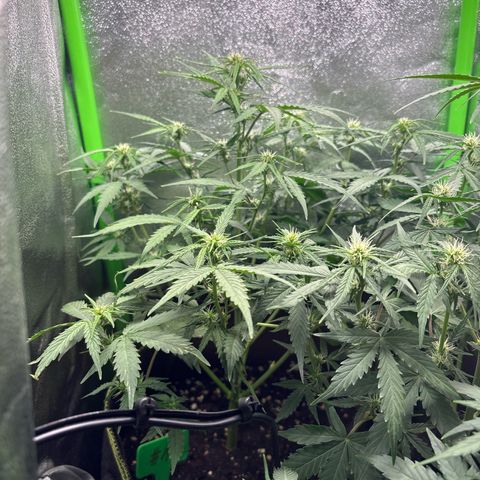 #1 White Widow Automatic growlog timeline photo