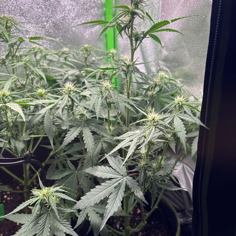 #2 White Widow Automatic  growlog timeline photo