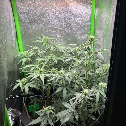 #2 White Widow Automatic  growlog timeline photo