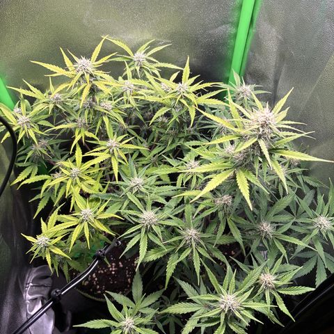 #2 White Widow Automatic  growlog timeline photo
