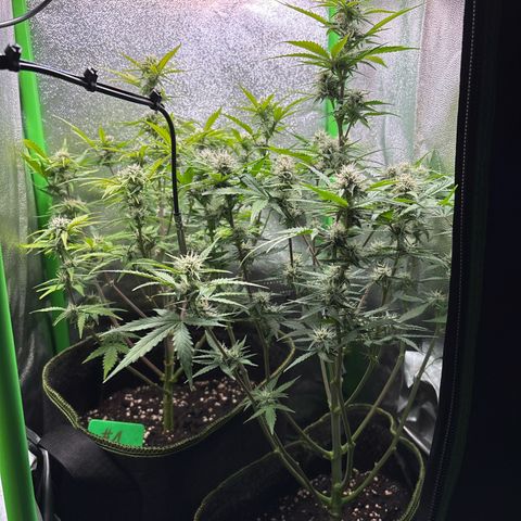 #2 White Widow Automatic  growlog timeline photo