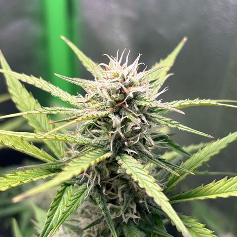 #2 White Widow Automatic  growlog timeline photo