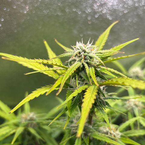 #1 White Widow Automatic growlog timeline photo