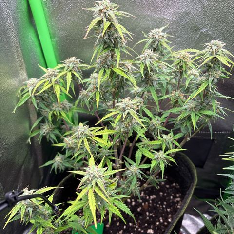 #1 White Widow Automatic growlog timeline photo