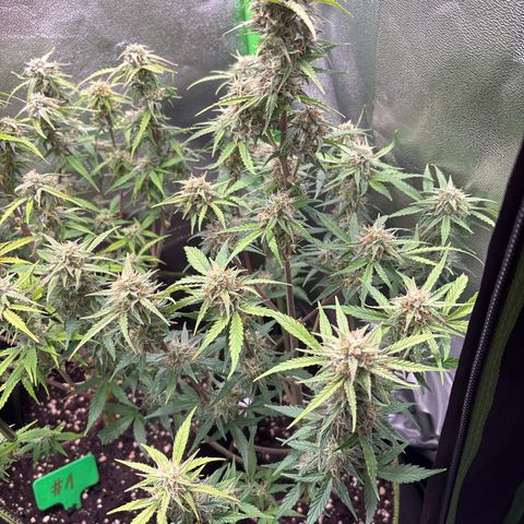 #2 White Widow Automatic  growlog timeline photo