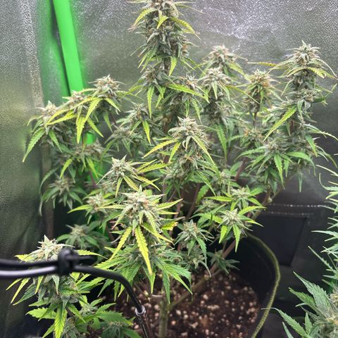 #1 White Widow Automatic growlog timeline photo