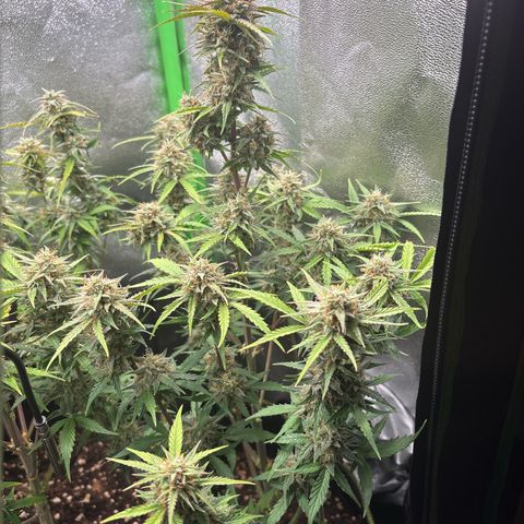 #2 White Widow Automatic  growlog timeline photo