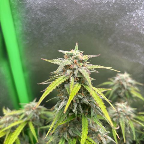 #1 White Widow Automatic growlog timeline photo